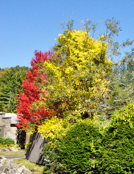 the best fall colors of the day